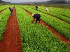 第二批國(guó)家農(nóng)村產(chǎn)業(yè)融合發(fā)展示范園開(kāi)始申報(bào)（附各省分配名額）