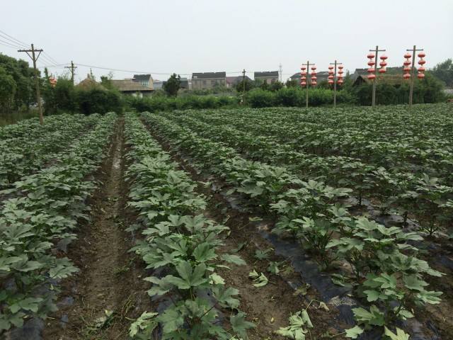 嘉興國家農業(yè)科技園區(qū)核心區(qū)迎來“錦上之花”