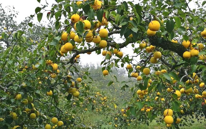 六、中國特色農(nóng)產(chǎn)品優(yōu)勢區(qū)創(chuàng)建