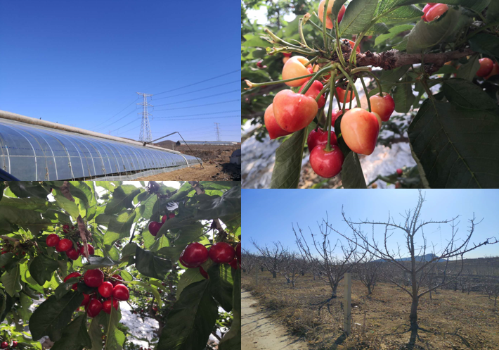 依托海參和大櫻桃兩大優(yōu)勢特色產(chǎn)業(yè)，瓦房店市開啟創(chuàng)建國家現(xiàn)代農(nóng)業(yè)產(chǎn)業(yè)園新篇章