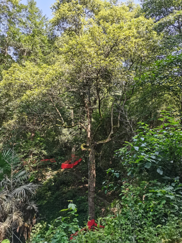 發(fā)力五型經(jīng)濟(jì)，著力打造“中國(guó)龍腦之都”