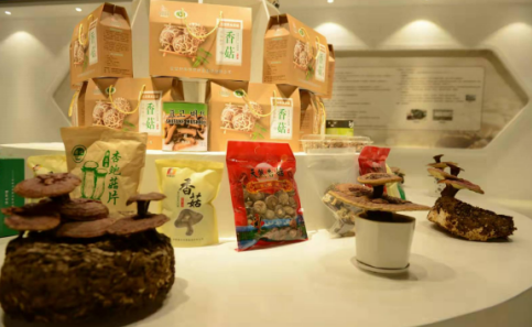 依托蘋果和香菇兩大特色優(yōu)勢產(chǎn)業(yè)，萬榮縣積極申創(chuàng)國家農(nóng)業(yè)現(xiàn)代化示范區(qū)